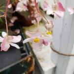 Begonia chloroneura Blüte