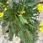 Brassica repanda Leaf