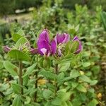 Polygala myrtifoliaFlower