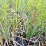 Triglochin palustris Flower