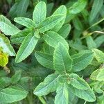 Spiraea salicifolia Blad