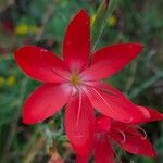 Hesperantha coccineaBlüte