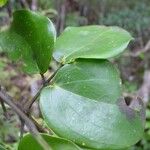 Jasminum didymum Leaf