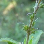 Veronica officinalis Meyve