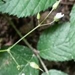 Stellaria nemorum Floare