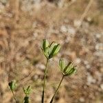 Bupleurum praealtum फल