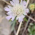 Lomelosia palaestina Virág