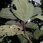Clidemia septuplinervia Otro