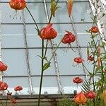 Lilium pardalinum Floare