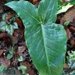 Arum italicumLeht