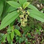 Miconia laevigata Gyümölcs