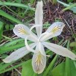 Iris chrysophylla Lorea
