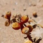 Mesembryanthemum crystallinum Fruit