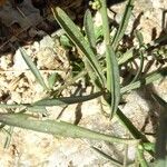 Lepidium graminifolium Lapas