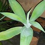 Agave guiengola Blad