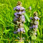 Ajuga pyramidalisBlomma