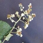 Rubus winteri Bloem