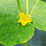 Cucumis sativusŽiedas