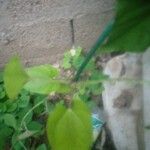 Dioscorea bulbifera Frunză