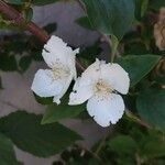 Philadelphus coronariusLorea