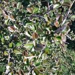 Cotoneaster integrifolius Blad