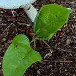 Smilax rotundifolia ᱮᱴᱟᱜ