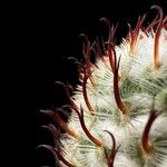 Mammillaria bombycina Corteza