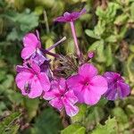 Phlox paniculataFlower