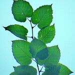 Betula maximowicziana Leaf