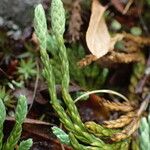 Lycopodium alpinum Frukt