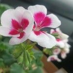 Pelargonium graveolensFlor