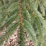 Picea rubens Blatt