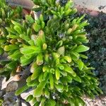 Crassula ovata 葉