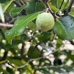 Pittosporum tenuifolium Fruit