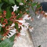 Abelia x grandiflora Flower