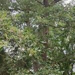 Quercus afares Хабит