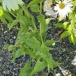 Echinacea pallida Levél