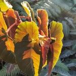 Begonia angularis Leaf