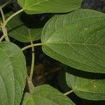 Lozanella enantiophylla Hoja