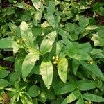 Maianthemum stellatum Habit