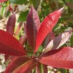 Photinia × fraseri Лист