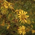 Silphium integrifolium ফুল