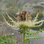 Cirsium spinosissimum Flower