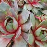 Sempervivum tectorum Blatt