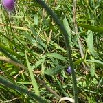 Allium carinatum Hoja