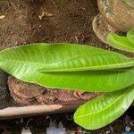 Mangifera indica 葉