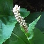 Persicaria lapathifolia Цвят