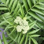 Sorbus americana Feuille