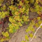 Herniaria ciliolata Fula
