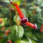 Cuphea ignea Flower